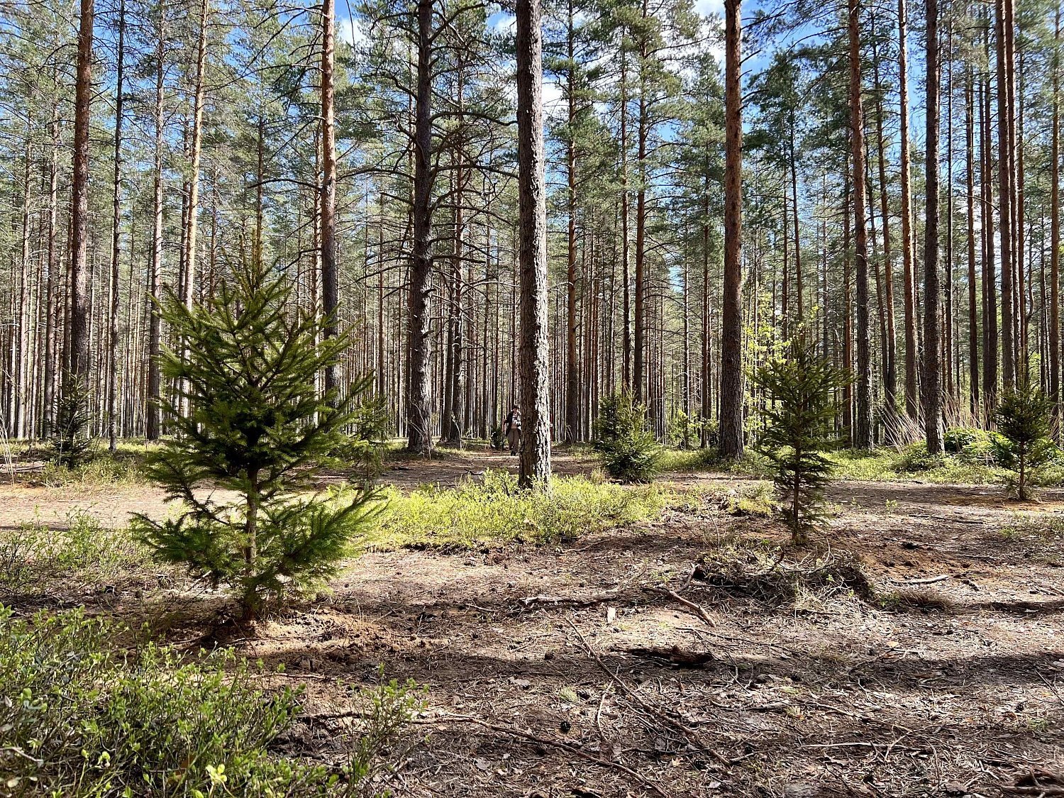 Эко-весна в Эльба Мебель Эко-весна в Эльба Мебель
