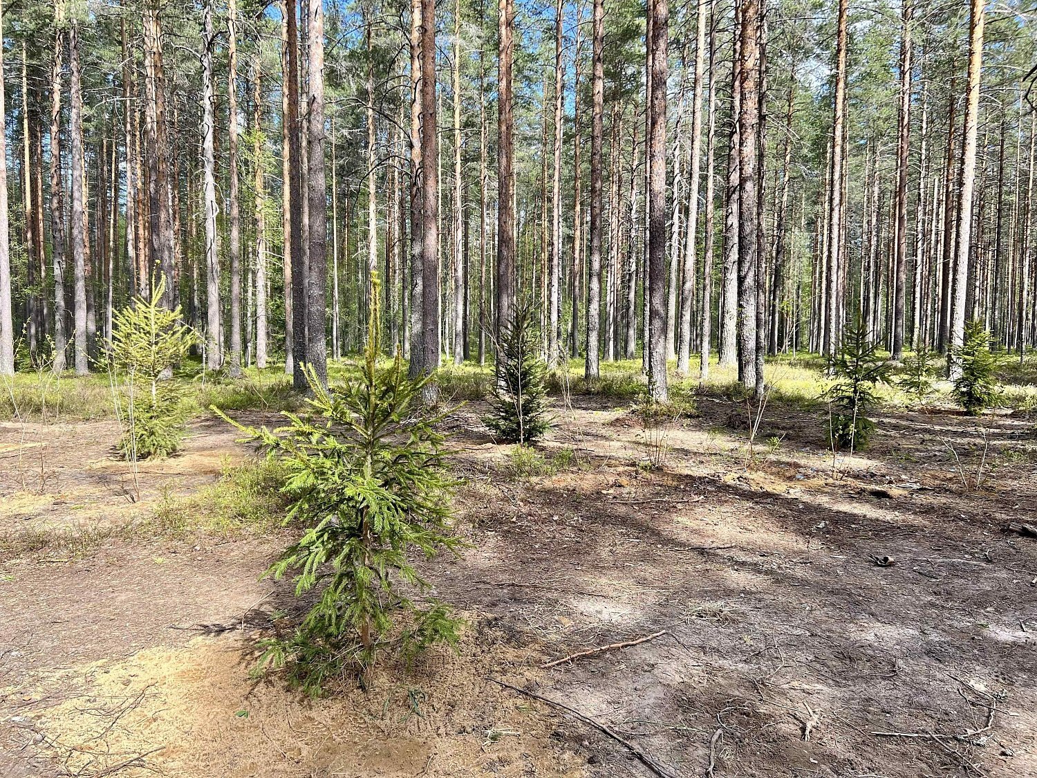 Эко-весна в Эльба Мебель Эко-весна в Эльба Мебель